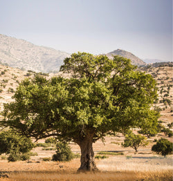 Arganbaum-Patenschaft - Paket 1: 1 Baum